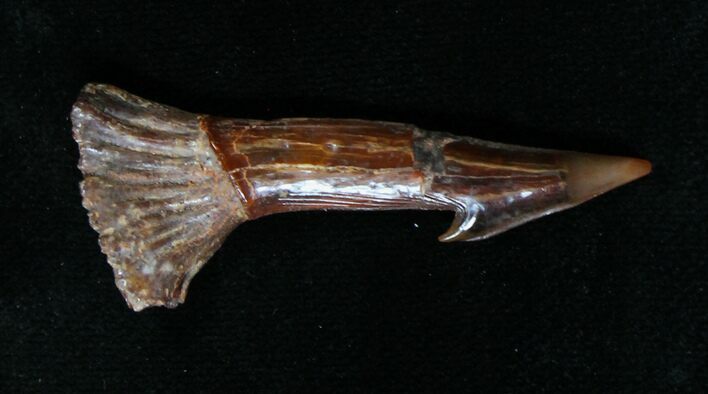Onchopristis (Giant Sawfish) Rostral Barb/Tooth #18962